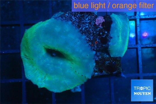 Discosoma blue 3 polyps WYSIWYG acclimaté