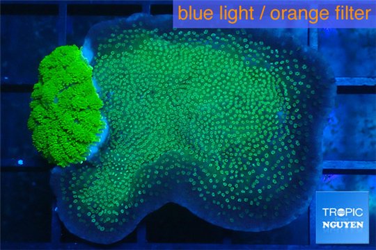 Porites green + Rhodactis green 2-3 cm WYSIWYG acclimaté