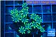 Clavularia papaya golden green 3-6 cm WYSIWYG acclimaté