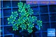 Clavularia papaya golden green 3-6 cm WYSIWYG acclimaté