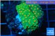 Leptastrea green & orange polyps 2-4 cm WYSIWYG acclimaté