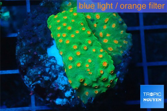 Leptastrea green & orange polyps 2-4 cm WYSIWYG acclimaté