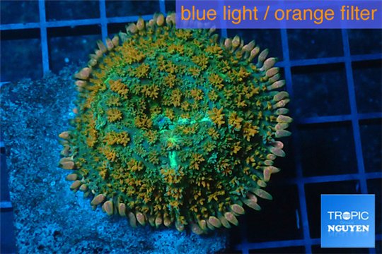 Rhodactis green orange tips premium 7-10 cm WYSIWYG acclimaté