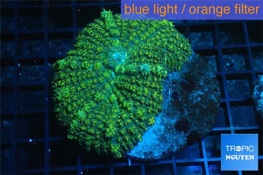 Rhodactis green big leaf 5-7 cm WYSIWYG acclimaté