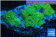 Rhodactis green 10-14 cm WYSIWYG acclimaté