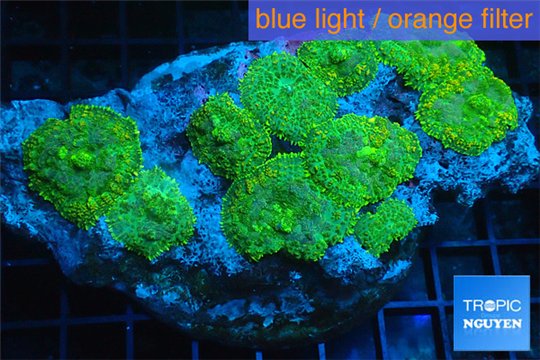 Rhodactis green 10-14 cm WYSIWYG acclimaté