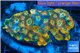 Acanthastrea gold eruption premium 6-8 cm WYSIWYG acclimaté