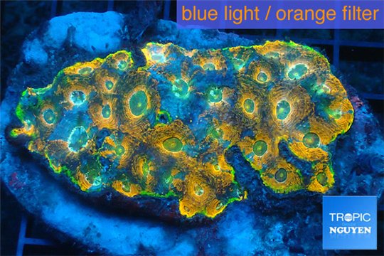 Acanthastrea gold eruption premium 6-8 cm WYSIWYG acclimaté