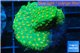 Leptastrea green & orange polyps 3-5 cm WYSIWYG acclimaté