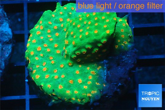 Leptastrea green & orange polyps 3-5 cm WYSIWYG acclimaté