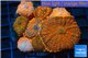 Rhodactis red blue superman 8-12 cm WYSIWYG acclimaté