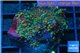 Ricordea yuma red green 2 polyps WYSIWYG acclimaté