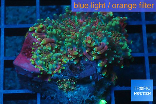 Ricordea yuma red green 2 polyps WYSIWYG acclimaté