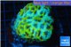 Favia green blue 6-8 cm WYSIWYG acclimaté