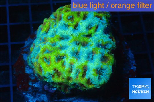 Favia green blue 6-8 cm WYSIWYG acclimaté