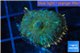 Rhodactis green fire forest 1 polyp WYSIWYG acclimaté