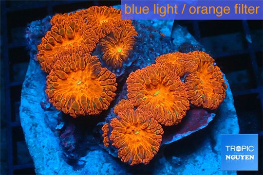 Blastommussa wellsi red cherry pop 4-6 cm WYSIWYG acclimaté