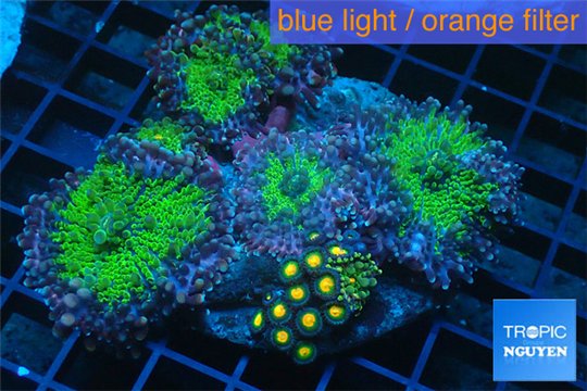 Ricordea yuma green & Zoanthus orange 8-11 cm WYSIWYG acclimaté