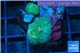 Rhodactis green fusion 2 polyps WYSIWYG acclimaté