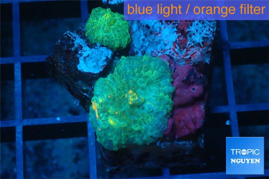 Rhodactis green fusion 2 polyps WYSIWYG acclimaté