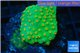 Leptastrea green & orange polyps 3-4 cm WYSIWYG acclimaté