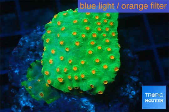 Leptastrea green & orange polyps 3-4 cm WYSIWYG acclimaté
