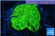 Favia neon green 2-4 cm WYSIWYG acclimaté