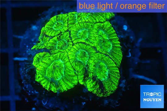 Favia neon green 2-4 cm WYSIWYG acclimaté
