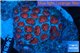 Favia red blue 6-8 cm WYSIWYG acclimaté