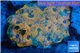 Acanthastrea orange 5-8 cm WYSIWYG acclimaté