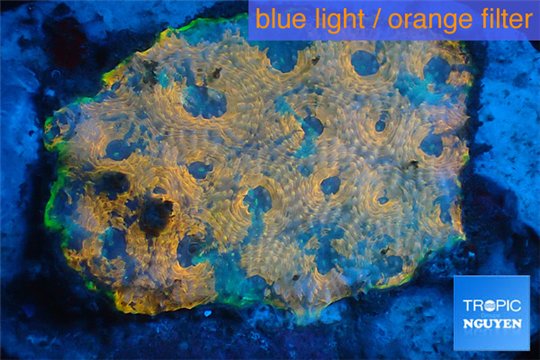 Acanthastrea orange 5-8 cm WYSIWYG acclimaté