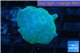 Discosoma blue 2 polyps WYSIWYG acclimaté
