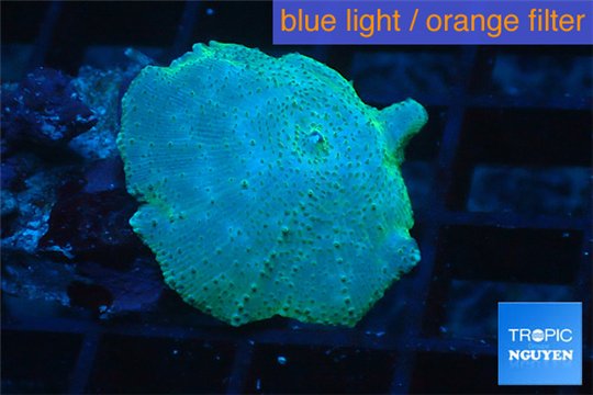 Discosoma blue 2 polyps WYSIWYG acclimaté