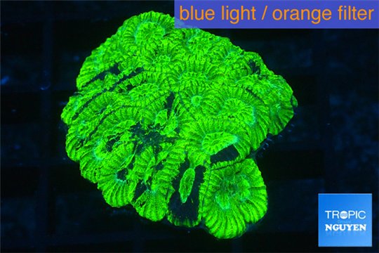 Favia neon green 2-4 cm WYSIWYG acclimaté