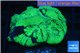 Favia neon green 2-4 cm WYSIWYG acclimaté