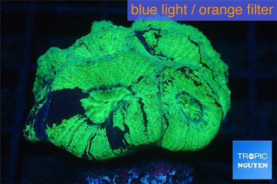 Favia neon green 2-4 cm WYSIWYG acclimaté