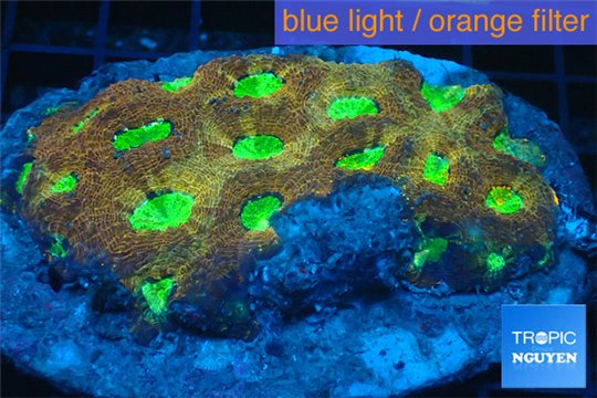 Acanthastrea orange green 5-8 cm WYSIWYG acclimaté