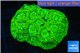 Favia neon green 3-4 cm WYSIWYG acclimaté