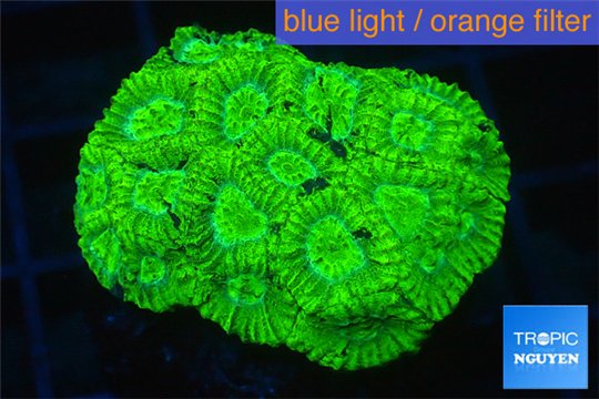 Favia neon green 3-4 cm WYSIWYG acclimaté