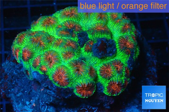 Favia red green monster 5-8 cm WYSIWYG acclimaté