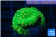 Leptastrea green & orange polyps 3-5 cm WYSIWYG acclimaté