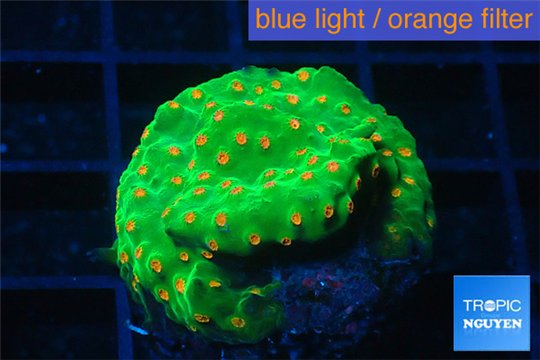 Leptastrea green & orange polyps 3-5 cm WYSIWYG acclimaté