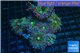 Ricordea yuma purple green 8-12 cm WYSIWYG acclimaté