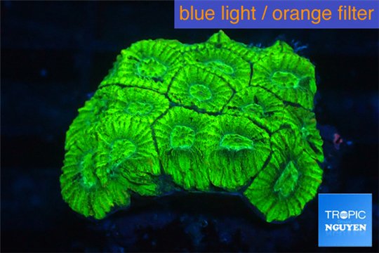 Favia neon green 3-4 cm WYSIWYG acclimaté