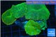 Discosoma green 5 polyps WYSIWYG acclimaté