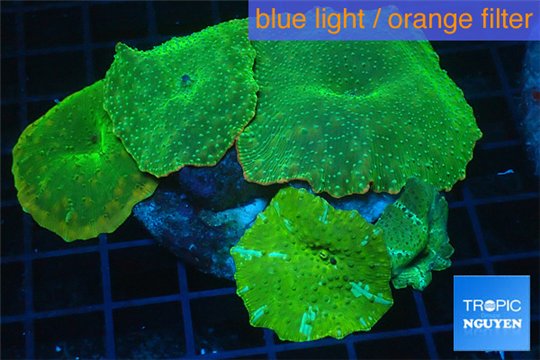 Discosoma green 5 polyps WYSIWYG acclimaté