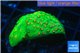 Leptastrea green & orange polyps 3-4 cm WYSIWYG acclimaté
