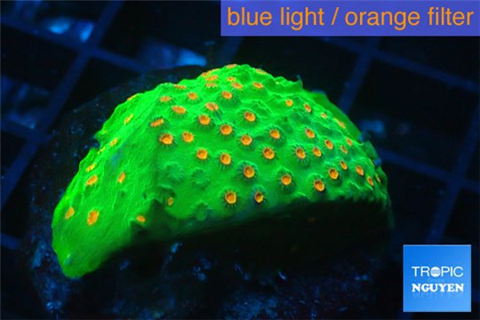 Leptastrea green & orange polyps 3-4 cm WYSIWYG acclimaté