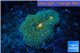 Ricordea floridae green gold tips 2 polyps WYSIWYG acclimaté