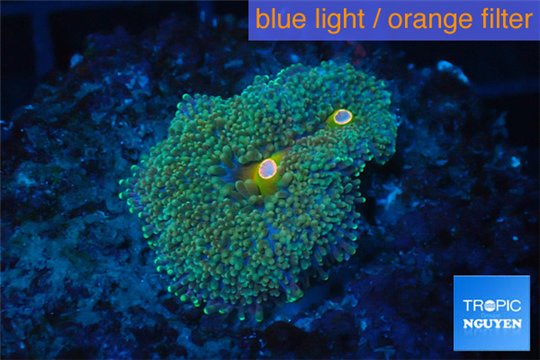 Ricordea floridae green gold tips 2 polyps WYSIWYG acclimaté